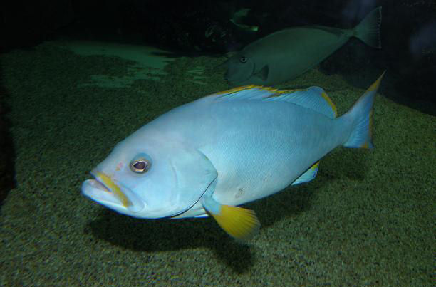 Epinephelus flavocaeruleus (Cernia gialla e blu)